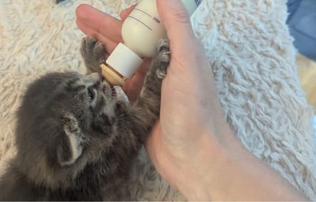 Kitten being bottle-fed