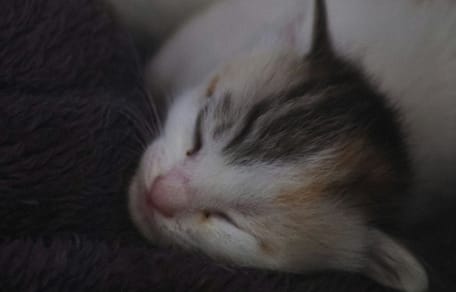 Chaton qui dort