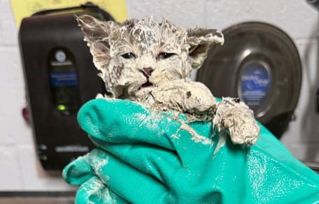 Kitten covered in glue