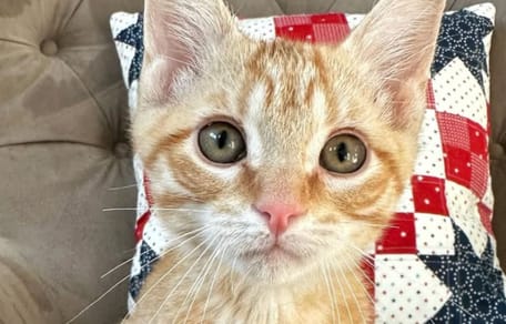 chaton roux