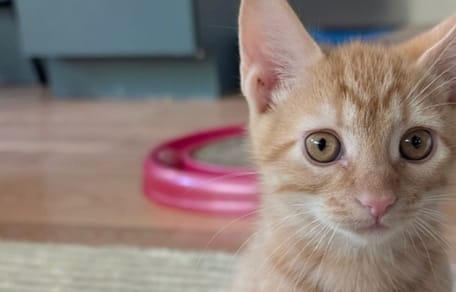 Ginger kitten