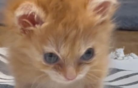 Disabled ginger kitten