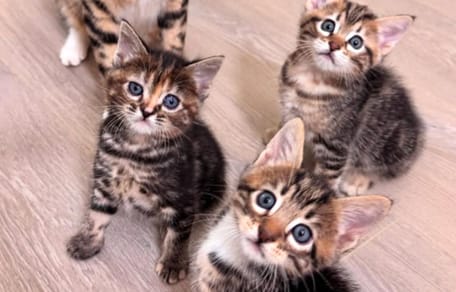 chatons