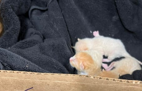 Gattini in una scatola