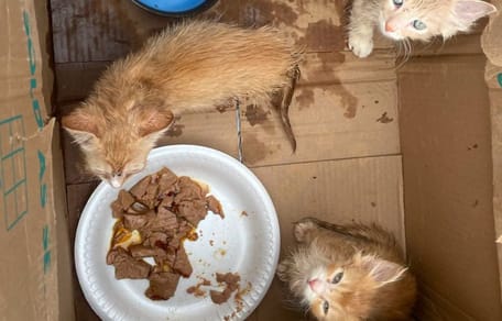 Gattini in una scatola