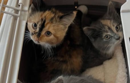 Tortoiseshell kittens