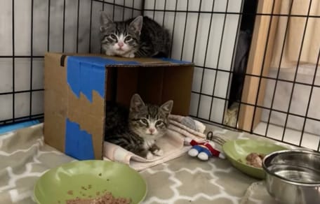 Zwerfkittens