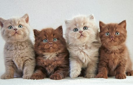 chatons mignons