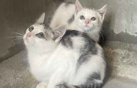 Chatons sauvages