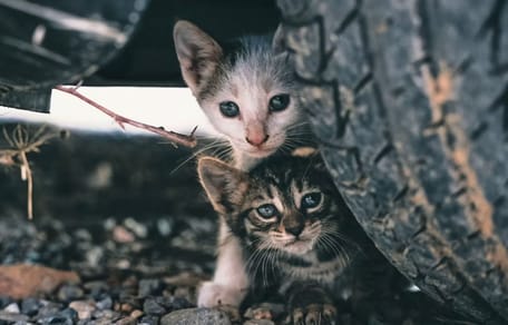 Kittens thrown from moving car: rescuers in race against time to find them