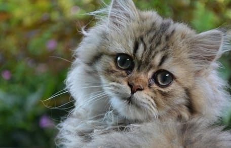 Chat penché