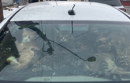 Chats enfermés dans une voiture