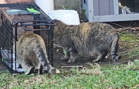 Chats errants