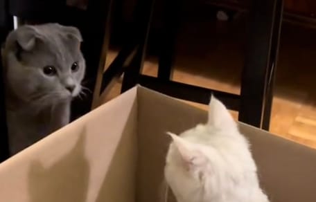 Katzenfamilie