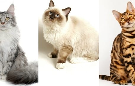 races de chats préférées des français 2017