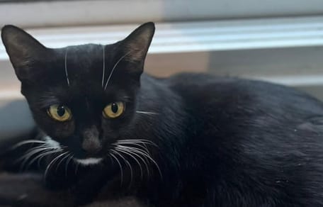 chatte abandonnée