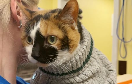 Chatte abandonnée