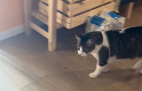 Gatta bianca e grigia