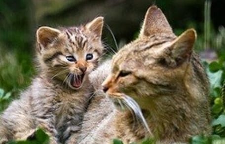 une chatte et son chaton