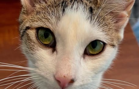 chatte errante