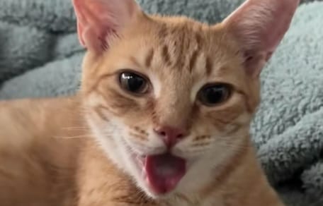 Chatte rousse
