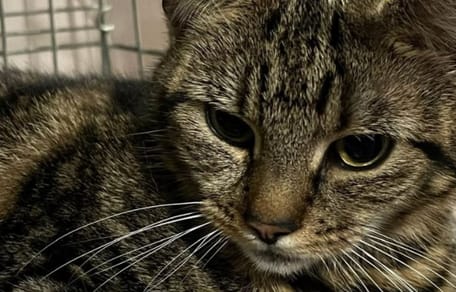 Chatte sur le point d'accoucher