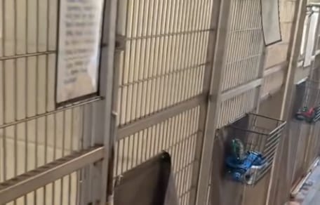 Shelter kennel