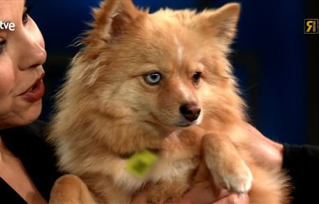 "Es maltratada": la frase de Chenoa sobre su perra que remueve a miles