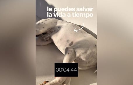 chequeo-respiracion-perro-salvarle-la-vida