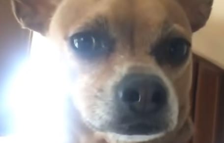 Hund Chico verhält sich verdächtig: Millionen Menschen rätseln über sein Verhalten