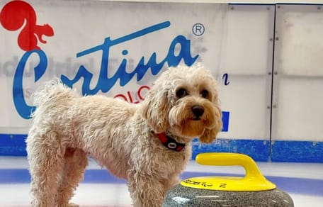 Chico, psi ambasador olimpijski