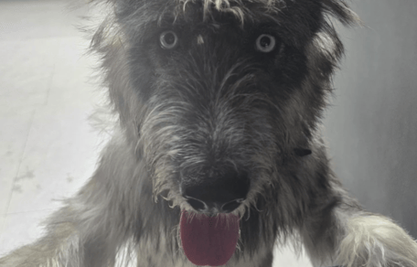 chien
