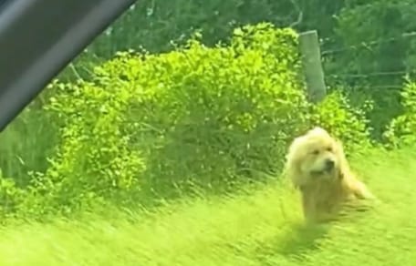 Perro abandonado en pradera