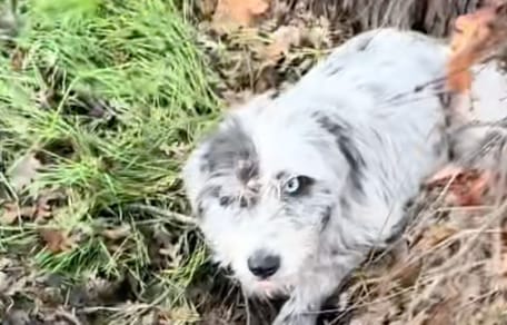 Chien abandonné