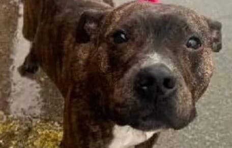 Gevonden gedumpte hond: ontdekking van chip heropent onderzoek