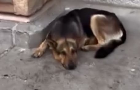 Ausgesetzter Hund
