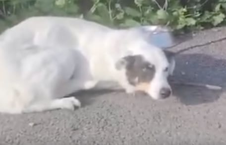 Chien abandonné
