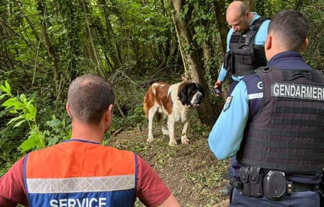 Abandonné sans eau ni nourriture et attaché dans les bois, ce Saint-Bernard est sauvé de justesse par des randonneurs