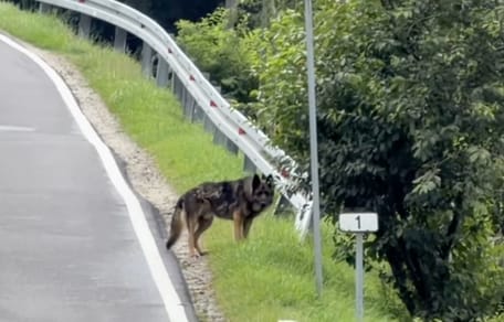 Chien abandonné