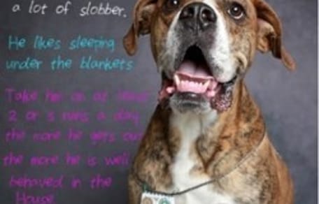 achtergelaten hond met een brief