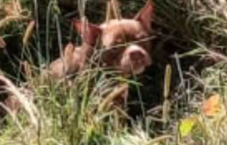 Chien abandonné dans un champ