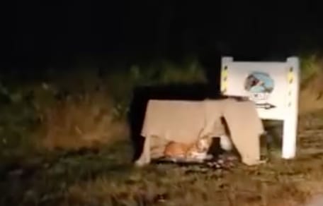 Chien abandonné devant le refuge