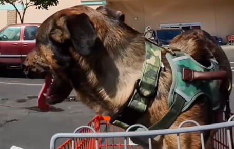 amputee dog