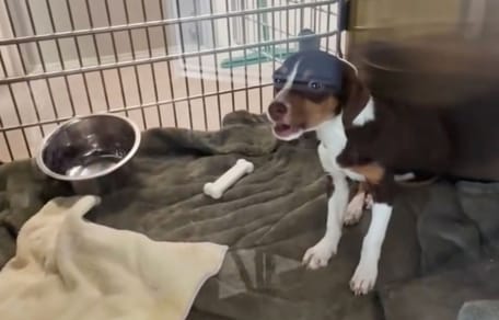 Verängstigter Hund