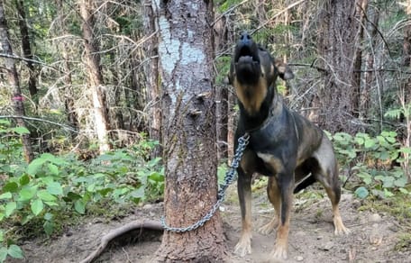 Hund Baum