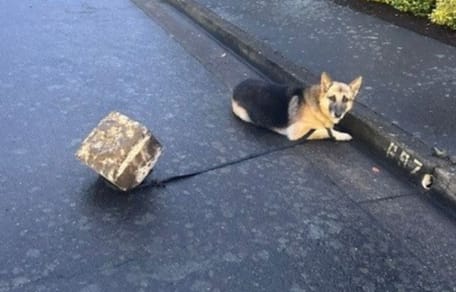 Vastgebonden hond