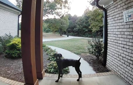 Dog waiting in front of a house