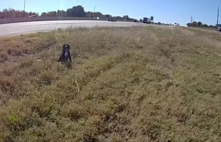 Chien au bord de l'autoroute