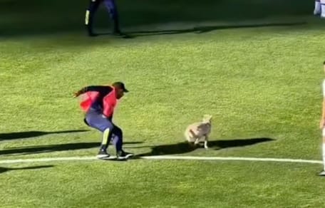 Puppy invades football pitch, but no one knows he's hiding a secret