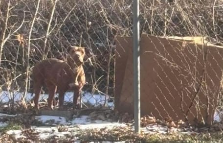 Chien au fond du jardin